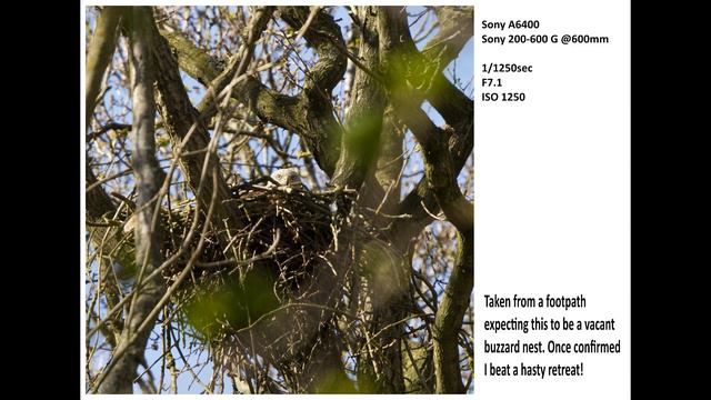 Wild Bird Photography On An Abandoned Airfield