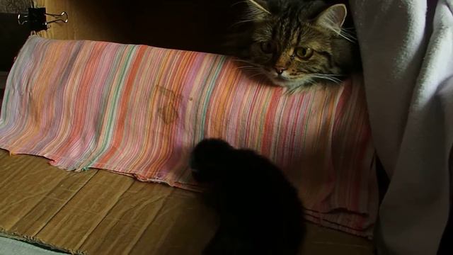 Сибирская кошка. котенку 7 дней. смотреть онлайн