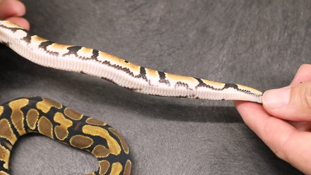 Is Your Ball Python Het Pied?! | Morphs 101 смотреть онлайн