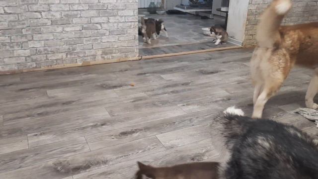 Щенки ХАСКИ НАПАЛИ на СОБАКУ / Пора приучать к Пеленке смотреть онлайн