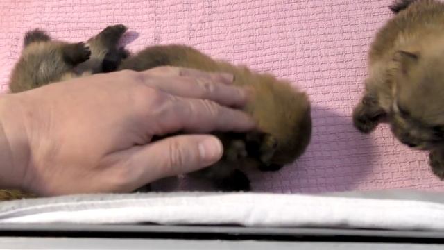 Щенкам шпица 22 дня. Почему не глистогоним щенков. Щенки самостоятельно ходят в туалет. Шпицы играю смотреть онлайн