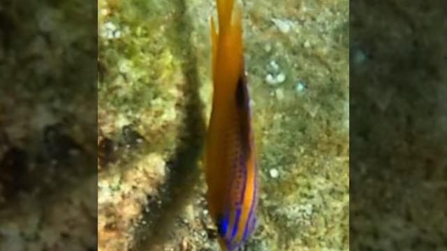 Peach Fairy Basslet смотреть онлайн