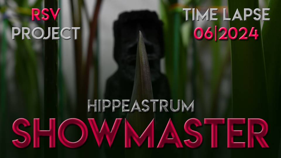Hippeastrum Showmaster Time Lapse | 06/2024