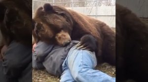 Самый большой медведь в мире который обнимает и целует