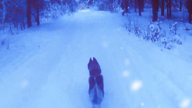 Скиджоринг с хаски арлекином Рокки смотреть онлайн