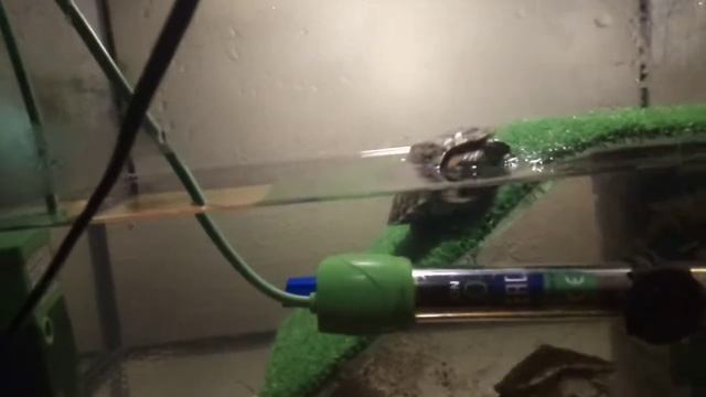 Обустройство акватеррариума красноухой черепахи: что нужно знать при содержании черепахи смотреть онлайн