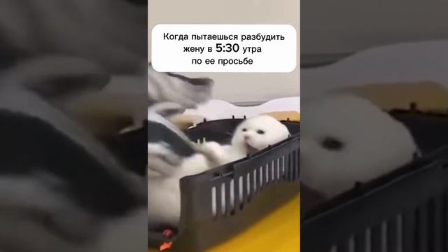 Недоброе утро смотреть онлайн