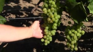 @ВИНОГРАД  ТХОРТОН (кишмиш из США). Белый виноград