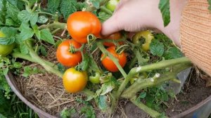 Сорт Сибирский карлик 09/2022