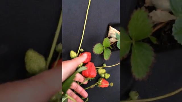 Сорт клубники Елизавета II НСД смотреть онлайн