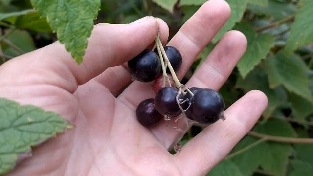 Смородина Ядрёная. смотреть онлайн