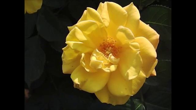 薔薇「ゴールドマリー84」×ROSE「Goldmarie '84」 смотреть онлайн