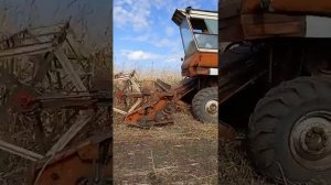 уборка кукурузы комбайном Нива СК-5 зерновой жаткой