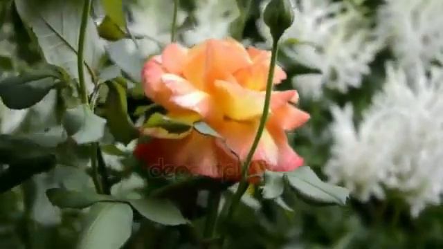 Судьбы подарок Анатолий Кулагин . Монтаж Розалия Трукшина . смотреть онлайн