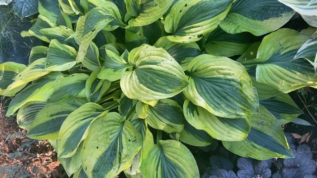 Хоста мун сплит (hosta moon split) смотреть онлайн