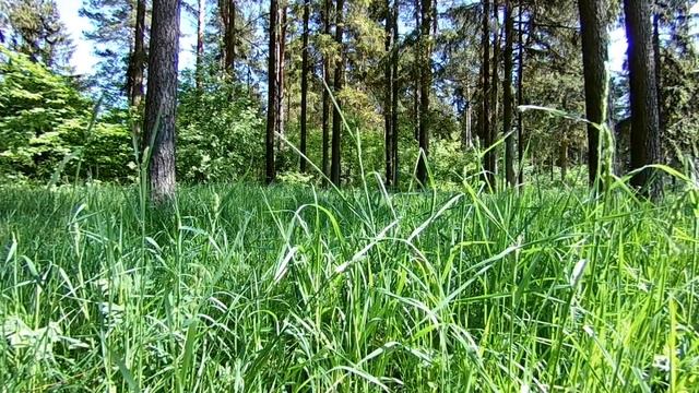 музыка с видеоклипами природа