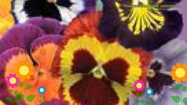 Виола гибридная Десидерио f1. Краткий обзор, описание характеристик viola wittrockiana смотреть онлайн