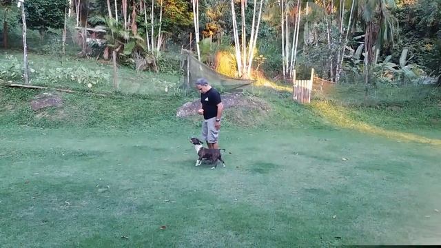 Training & Obedience .. Mini BULL TERRIER #bullterrier