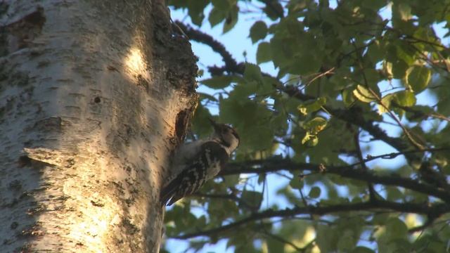 Малый пестрый дятел - Dendrocopos minor смотреть онлайн