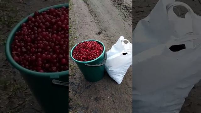 Лесные угодья смотреть онлайн