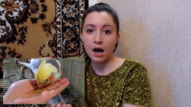 Главная ОШИБКА при покупке попугая.Что нужно знать перед тем как купить попугая кореллу и не только