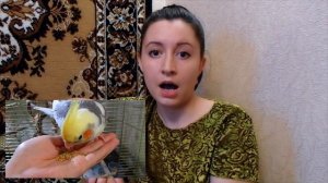 Главная ОШИБКА при покупке попугая.Что нужно знать перед тем как купить попугая кореллу и не только