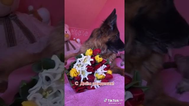 ПОЗДРАВЛЕНИЕ С ДНЁМ РОЖДЕНИЯ! смотреть онлайн