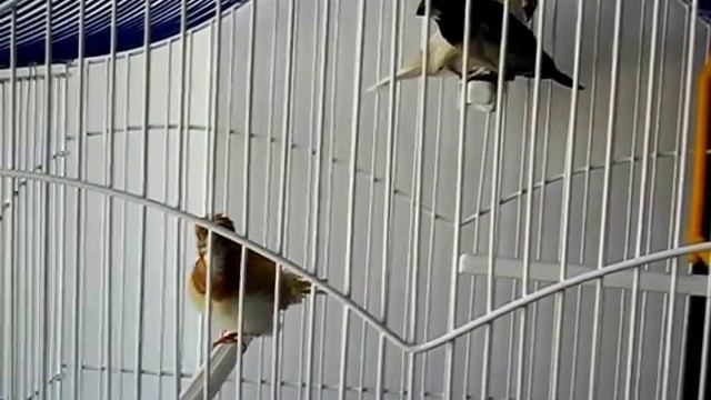 Pescarus Japonez (mascul Motat) - Lonchura Striata Domestica