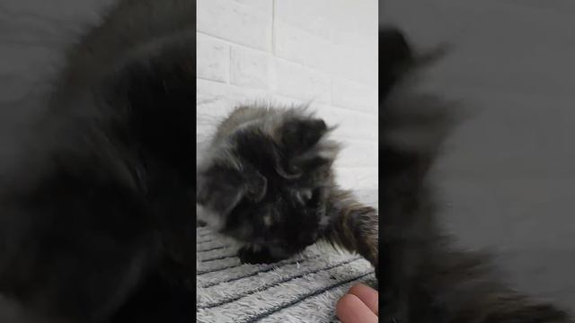Полидактивная лапка в добрые руки смотреть онлайн