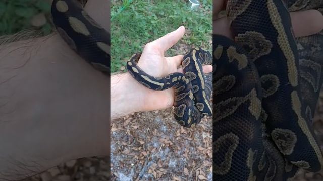 Sable Cocoa Ball python morph Update, world's First! смотреть онлайн