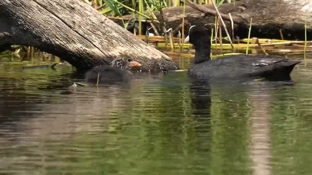 Лысуха кормит птенцов. The coot feeds the chicks. смотреть онлайн