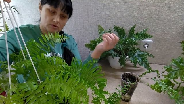 #Мои_комнатные_растения_2021 // Из спор папоротников // Флебодиум, Нефролеписы, Аглаоморфа смотреть онлайн