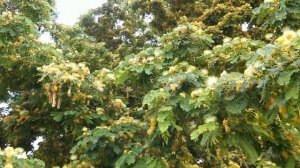 Шелковая Желтая Ленкоранская Акация. Альбиция.