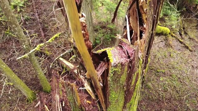 Prince George - Ancient Forest Provincial Park смотреть онлайн