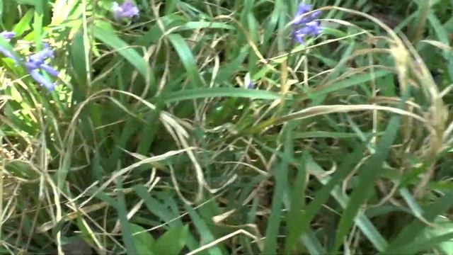 Hyacinthoides Hispanica - Grow & Care (Spanish Bluebell)