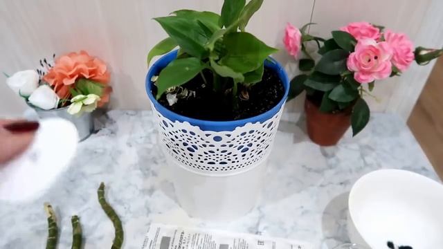 Как БЫСТРО и ПРОСТО укоренить любой черенок смотреть онлайн