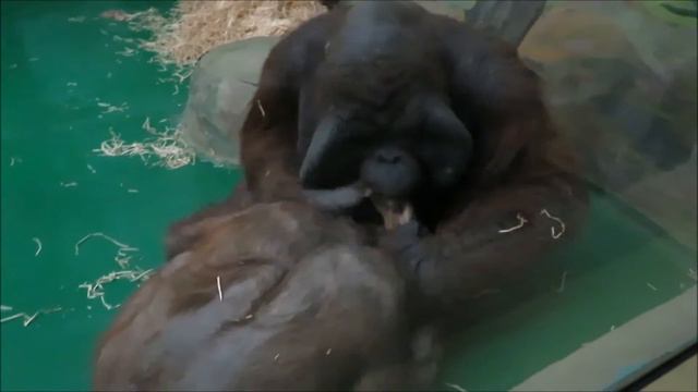 Орангутаны Мишель и Бату всегда вместе 16.01.2021 смотреть онлайн