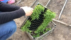 посадка руколы  НАШ СПОСОБ