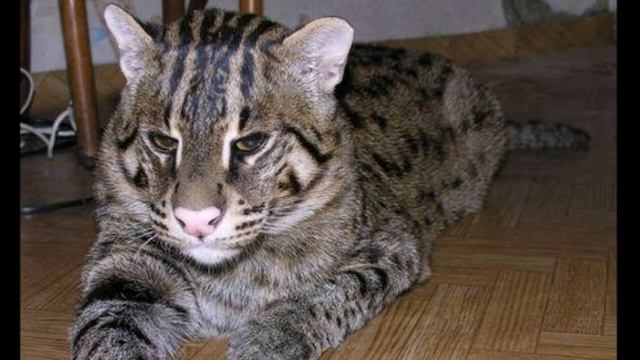 9 самых дорогих пород кошек в мире смотреть онлайн