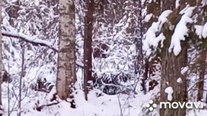 Охота с лайками на лося