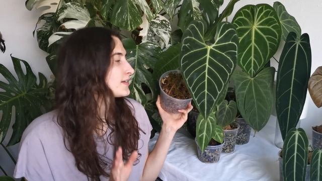 ANTHURIUM COLLECTION // Spring 2021