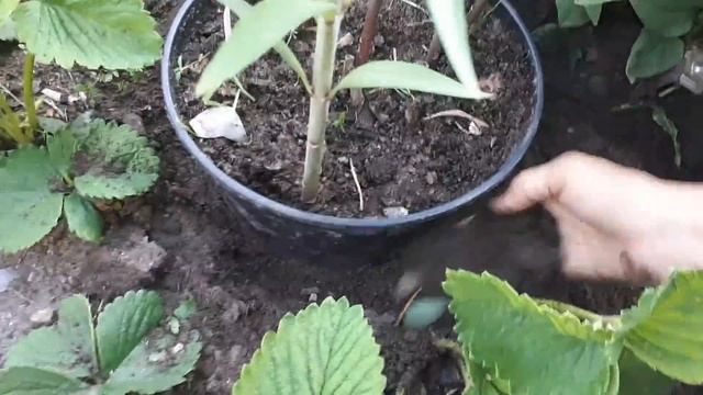 Переезд восточных лилий в открытый грунт. Смотри описание? смотреть онлайн