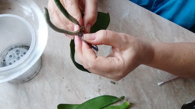 Режу орхидею, пытаюсь спасти. смотреть онлайн