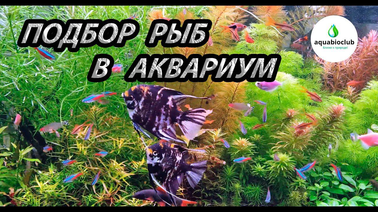 Подбор рыб в аквариум на моем примере. смотреть онлайн