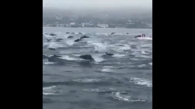 Рыбаки приколы смешное видео 2020 новое /Лучшие приколы на рыбалке 2020/Пьяные на рыбалке смотреть онлайн