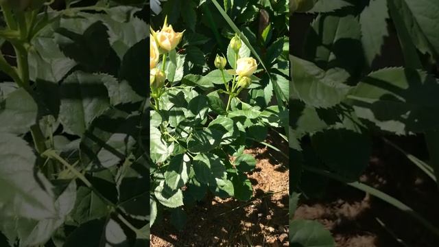 Роза Шампань Рококо/Rosa Champagne Rokoko, цветение саженца-первогодки.