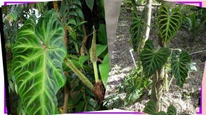 Топ-виды Филодендрона для выращивания дома