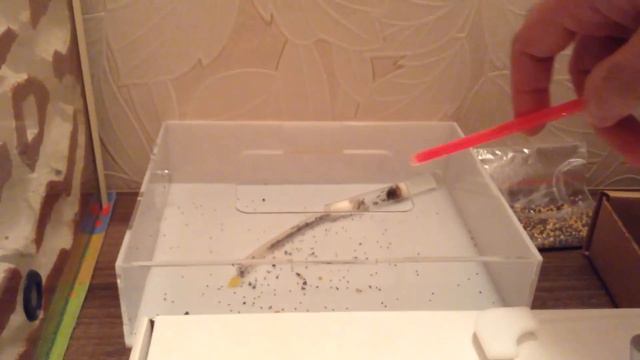 Сравнение двух муравьиных ферм (формикариев) AntPlanet vs AntFarmIk смотреть онлайн