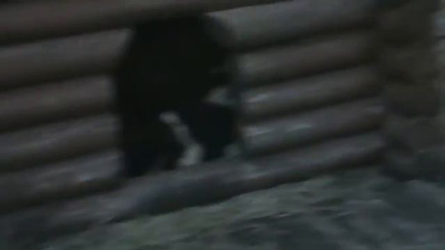 из Шатаграда. Щенки среднеазиатской овчарки. смотреть онлайн