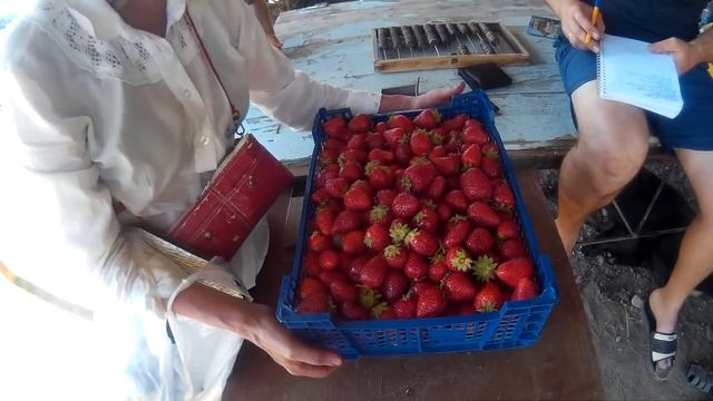 ХАЛЯВА! Поход за клубникой яблоками. Как Выжить на 3500 руб. в месяц. Переезд Краснодар Горячий Клю смотреть онлайн